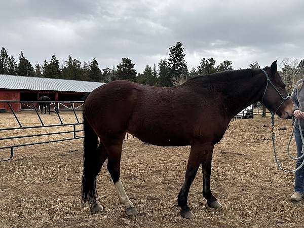 mustang-rocky-mountain