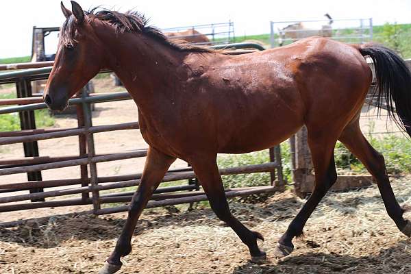 bay-araloosa-gelding