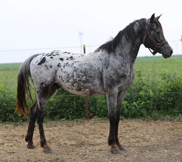 black-araloosa-gelding