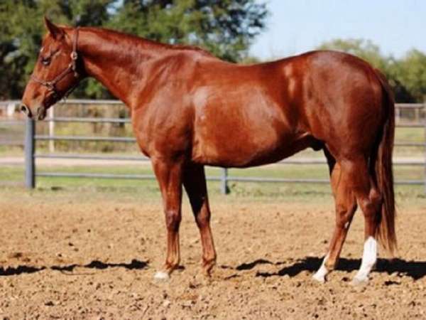 all-around-quarter-horse