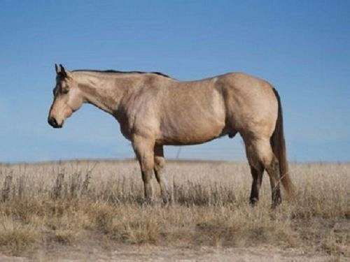 roping-canadian-horse