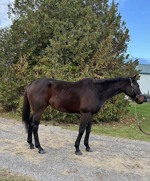 brown-therapy-horse