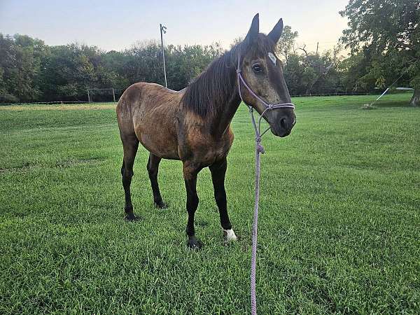 white-star-horse