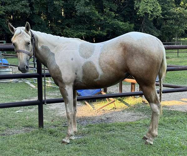 paint-horse