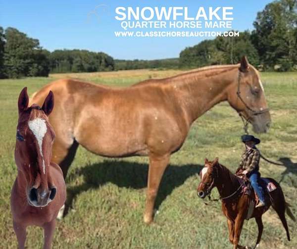 snowflake-quarter-horse