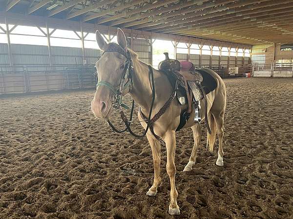 black-appendix-quarter-horse-yearling