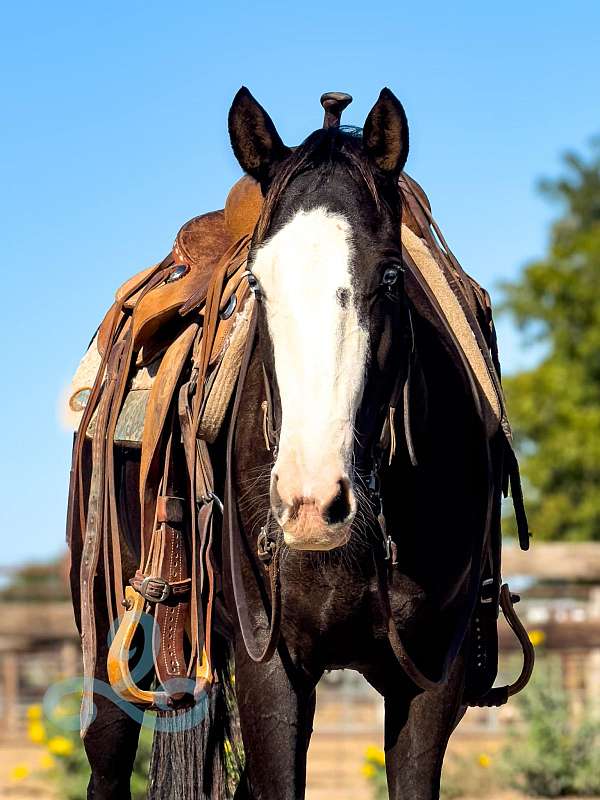 all-around-quarter-horse