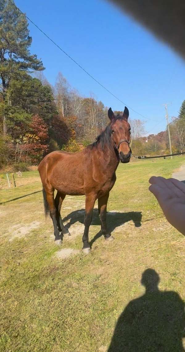 show-quarter-horse-standardbred-horse