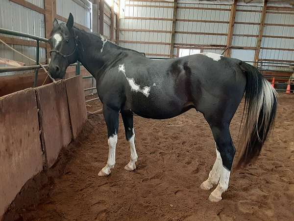 paint-gelding