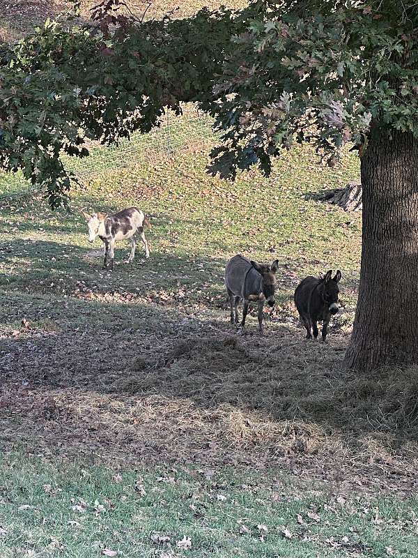 black-grey-donkey-spotted-horses-for-sale