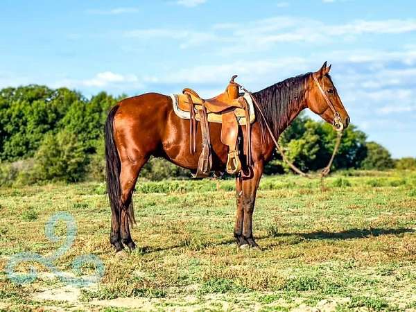 athletic-quarter-horse