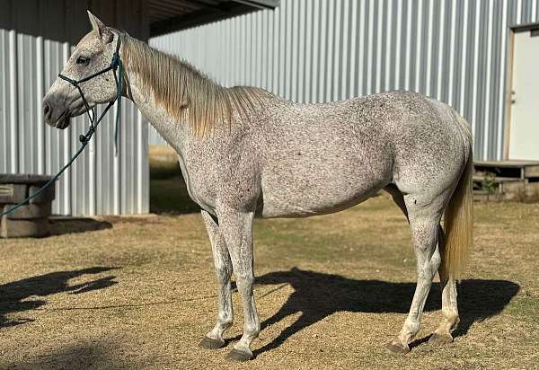 utd-on-coggins-vaccinations-roping-mare