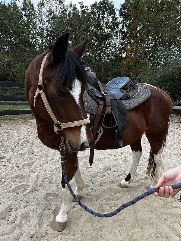 beginner-quarter-horse