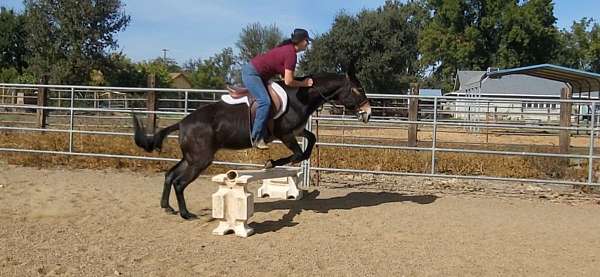 ranch-work-mule