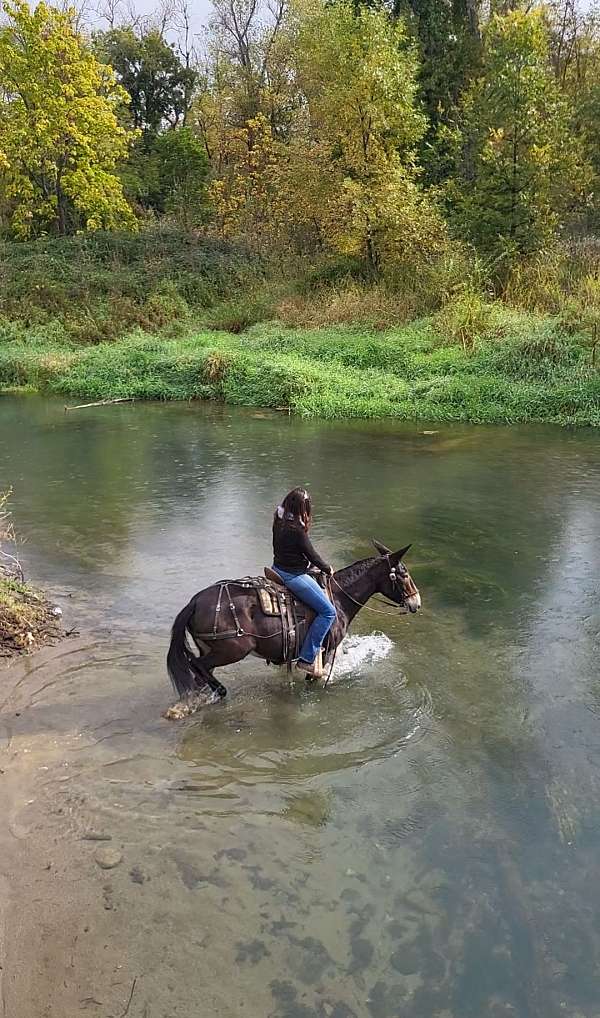 trail-riding-mule