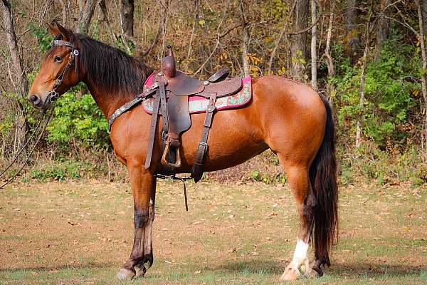 worki-friesian-horse