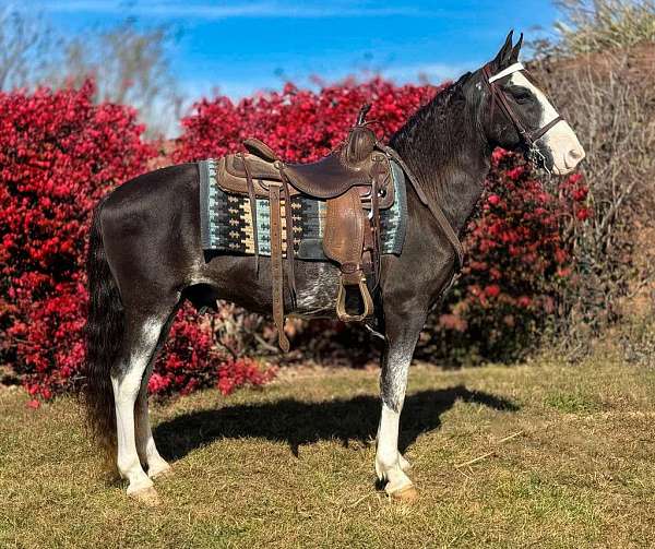 family-safe-horse-missouri-fox-trotter