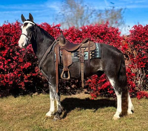 horse-in-missouri-fox-trotter