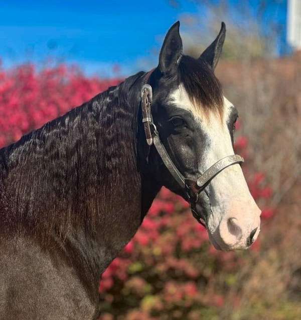 horse-in-missouri