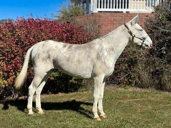 sabino-mule-gelding