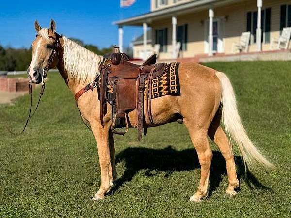 palomino-bay-white-horse