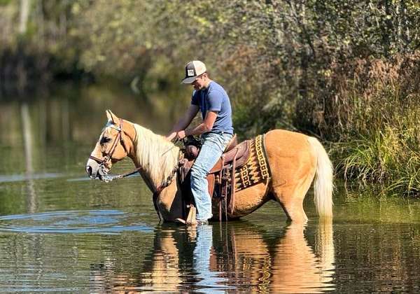 missouri-fox-trotter-horse