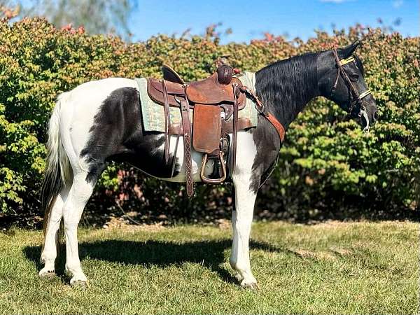 black-white-spotted-horse