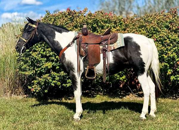 tobiano-black-white-spotted-horse