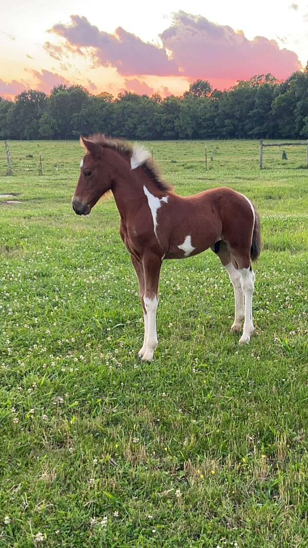 pony-club-chincoteague