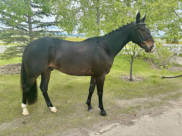 beginner-gelding