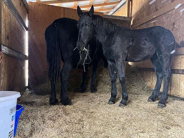 black-friesian-colt