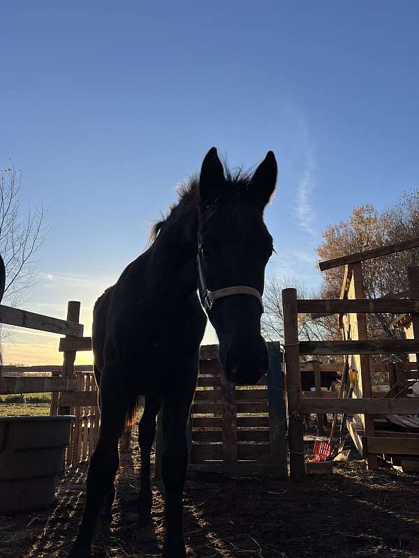 black-friesian-colt