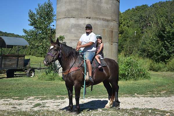 all-around-clydesdale-percheron-horse