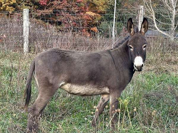 brown-donkey-mare