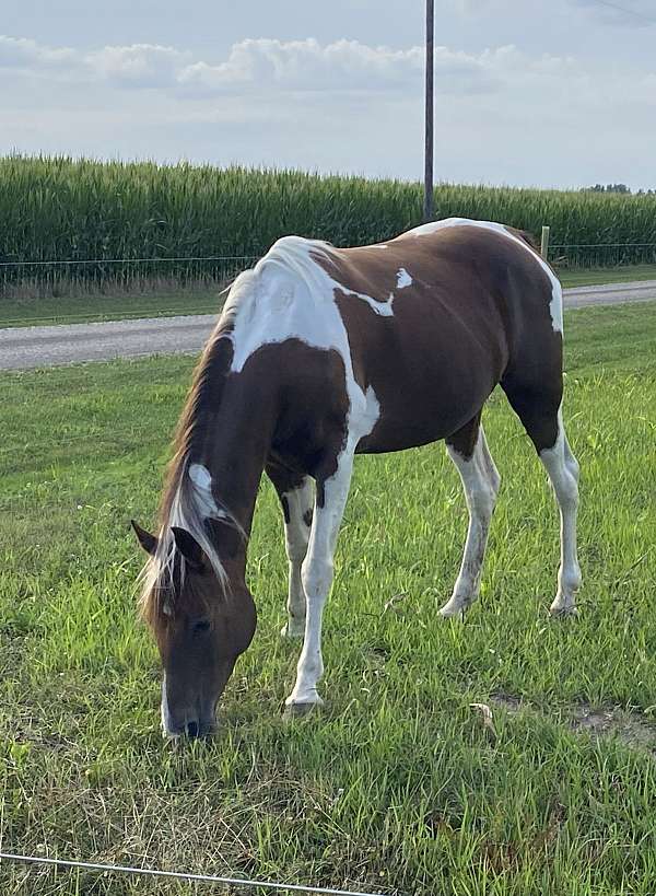 athletic-tennessee-walking-horse