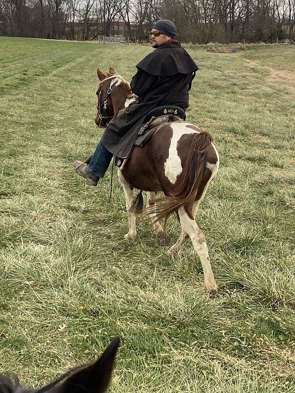 athletic-tennessee-walking-horse