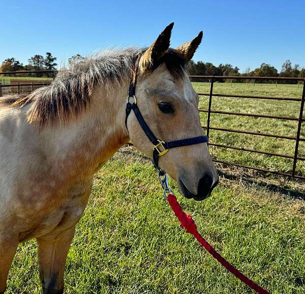 quarter-horse-weanling