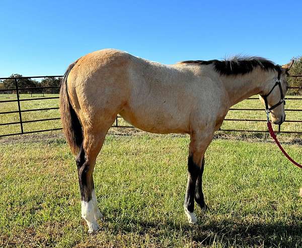 quarter-horse-for-sale