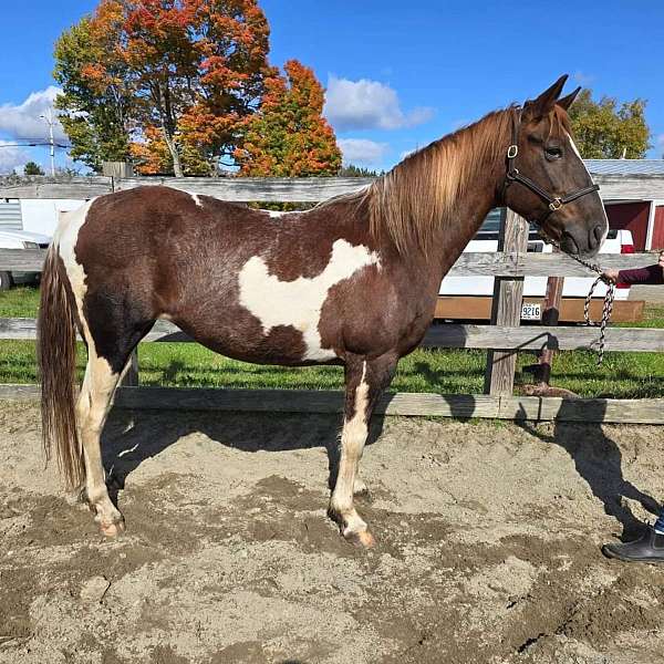 all-around-tennessee-walking-horse