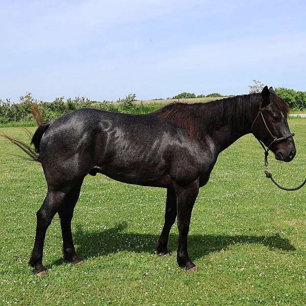 heeling-prospect-quarter-horse