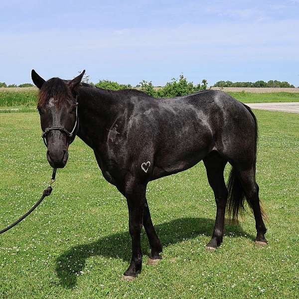 heading-prospect-horse