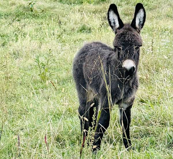 white-muzzle-shoulder-cross-donkey