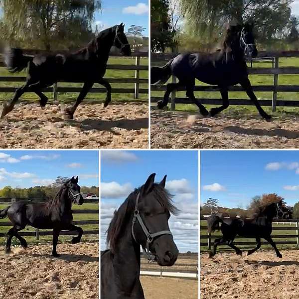 black-friesian-colt