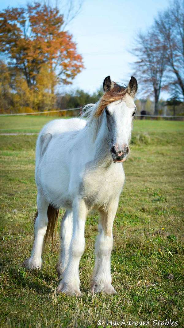 beautiful-drum-horse