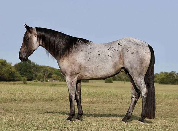 athletic-quarter-horse