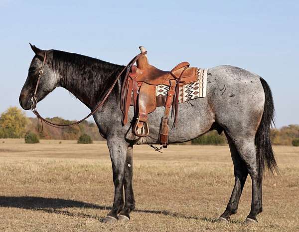 blue-roan-playd-horse