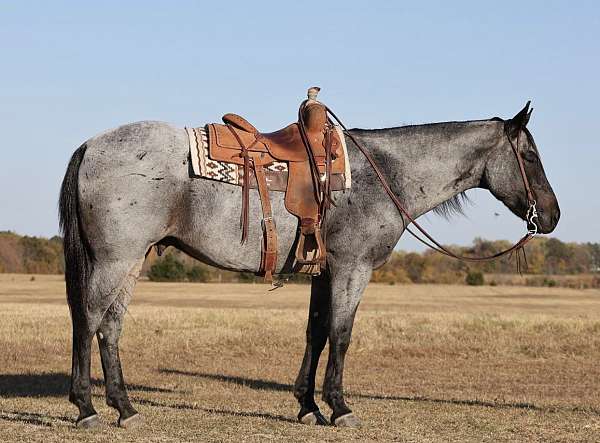 barrel-quarter-horse