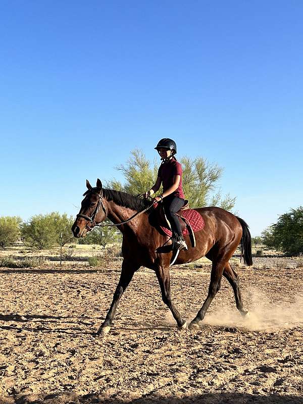 bay-quarter-horse-mare