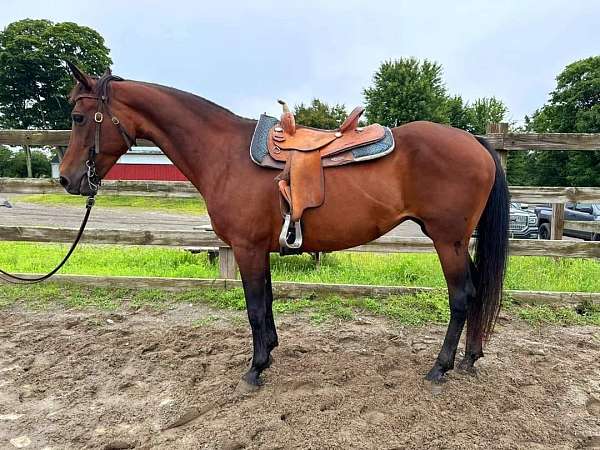 equitation-morgan-horse