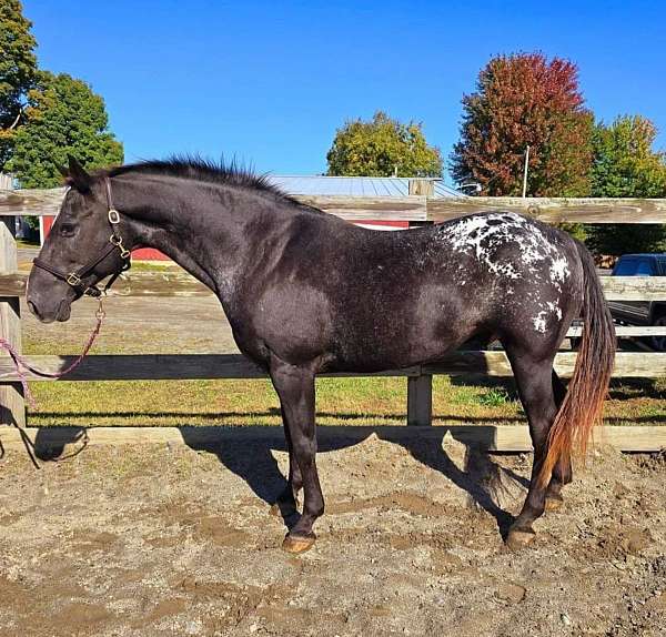 pony-c-appaloosa-horse